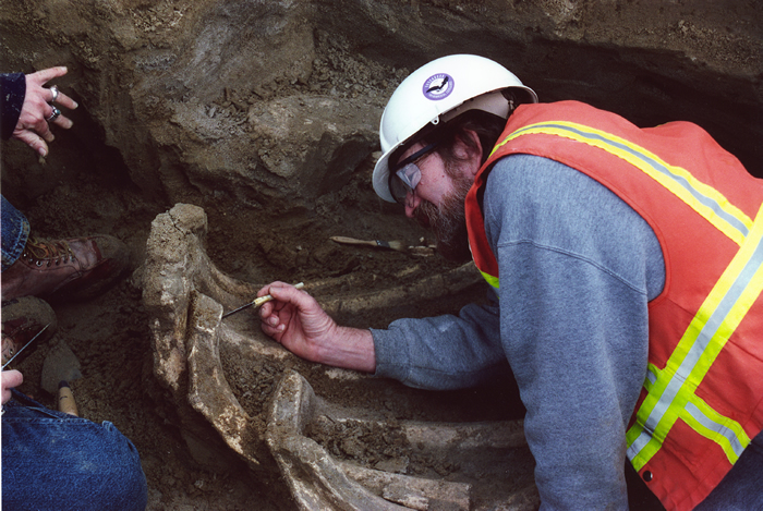 Paleontologist Excavates Mammoth Bones