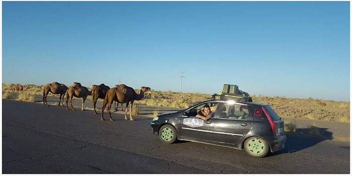 Photo of Fiat Punto passing camels