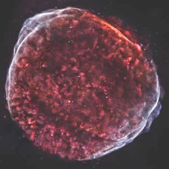 Supernova Remnant SN1006